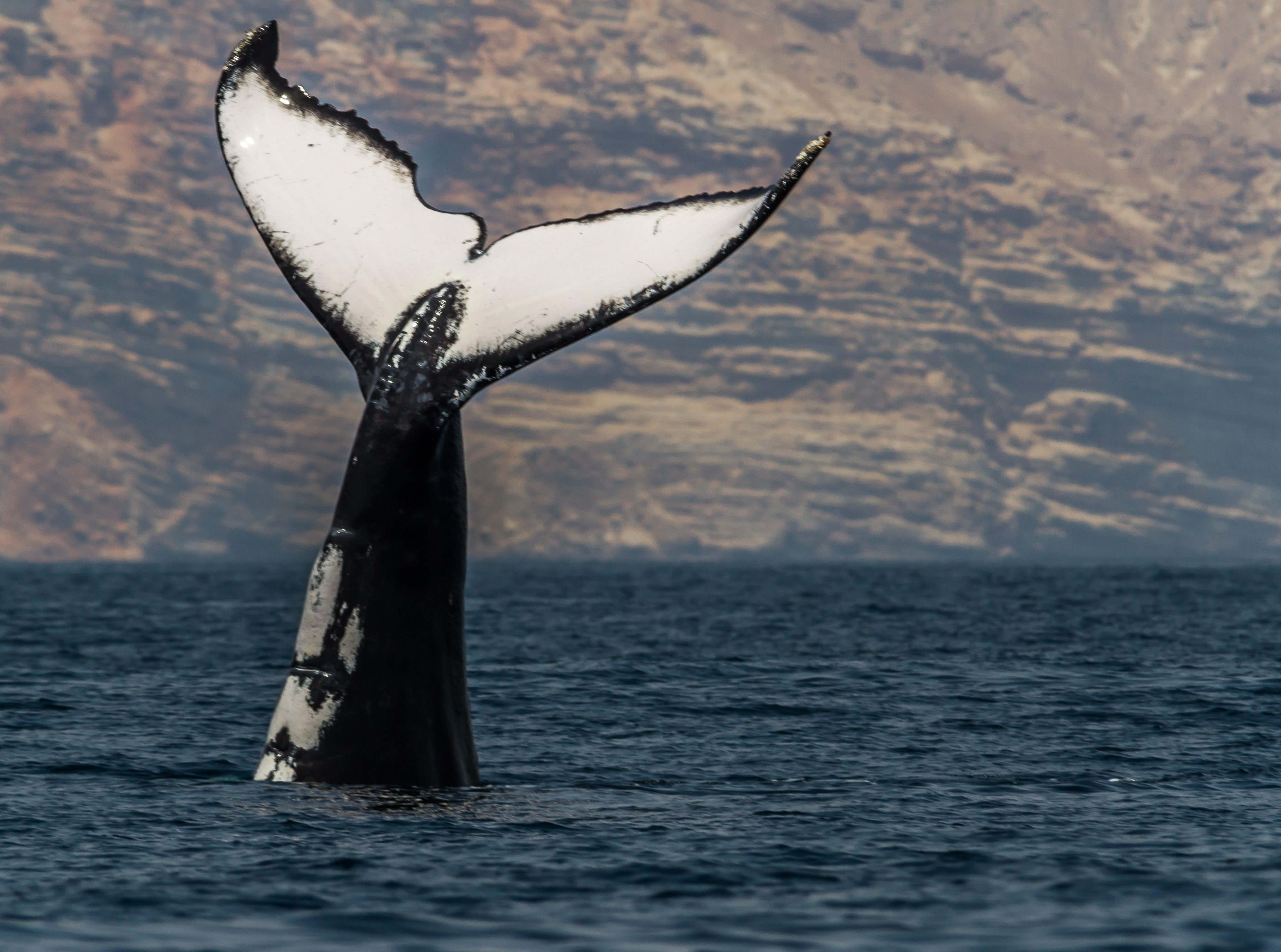 الحوت الاحدب، Hupback Whales