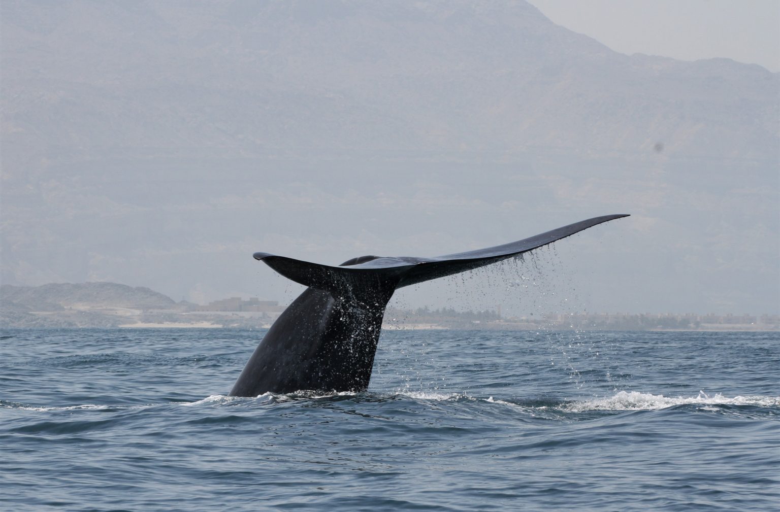 New population of blue whales discovered in the western Indian Ocean